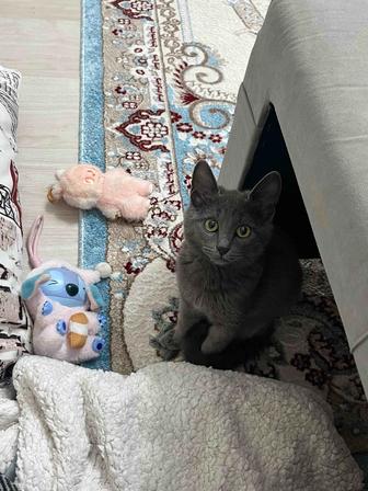 котенок 4месяца