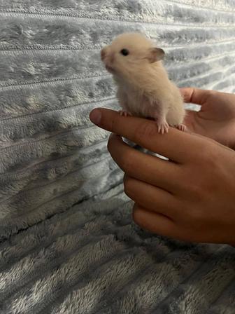 Продаю хомячков