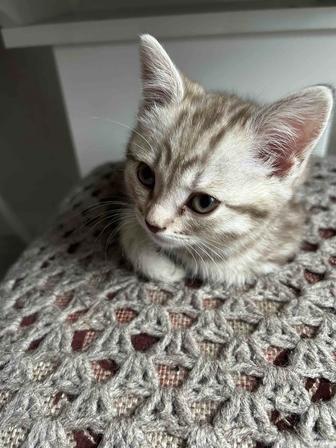 Кошечка Британская короткошерстная