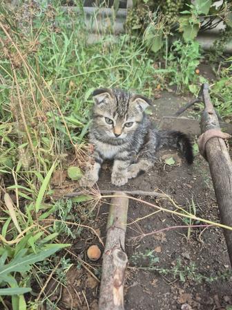 Полубританские котята 2 месяца