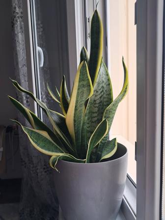 Сансевиерия