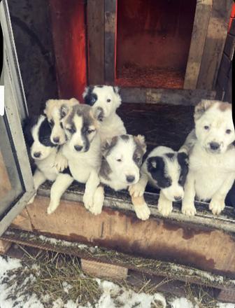 Продам щенков (Алабай )