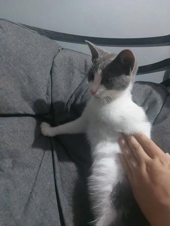 Котенок
