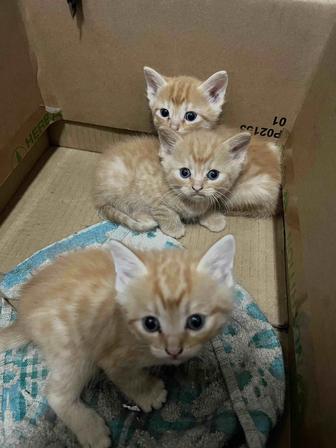 Котята девочки