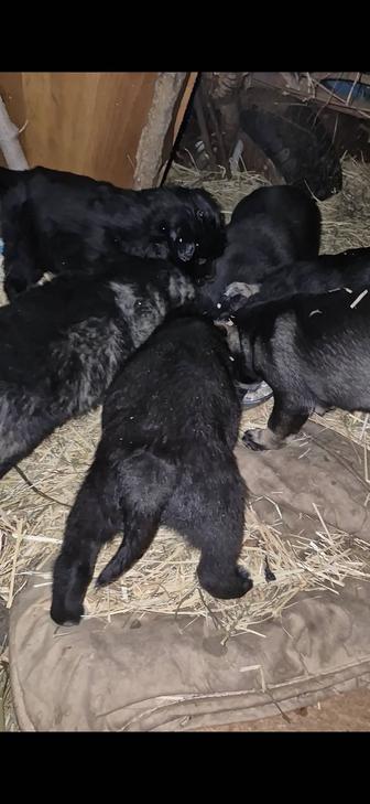 Отдам щенков!!!