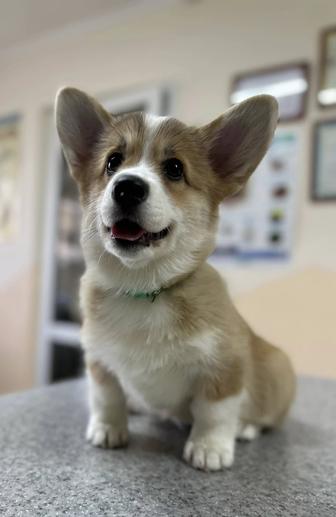 Щенок Вельш Корги Пемброк