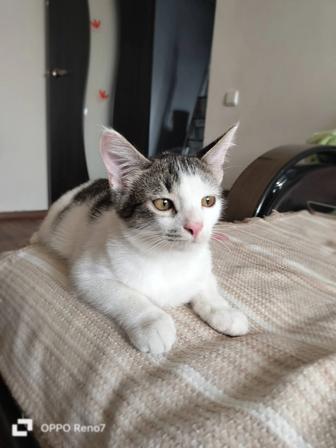 Котенок -мальчик ищет дом