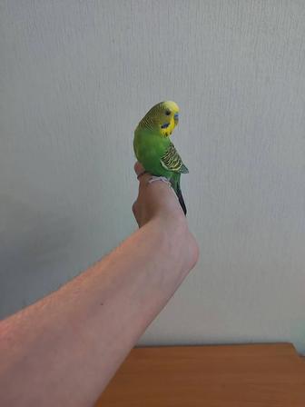 Ручной мальчик клетка, корм