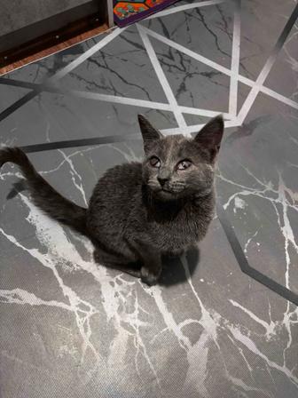 Отдам котенка