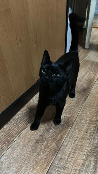 Котенок ищет хозяев (черная кошка)