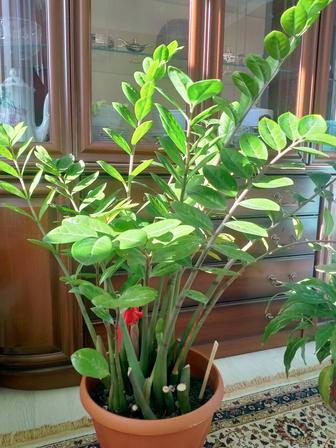 Продам цветы