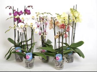 Королевские орхидеи