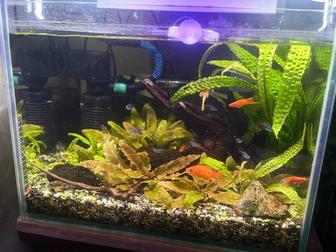 Аквариум с рыбами и оборудованием