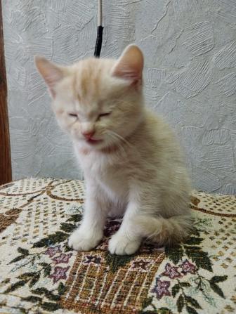 Отдам котенка в хорошие руки
