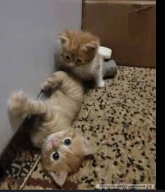 Продам котят