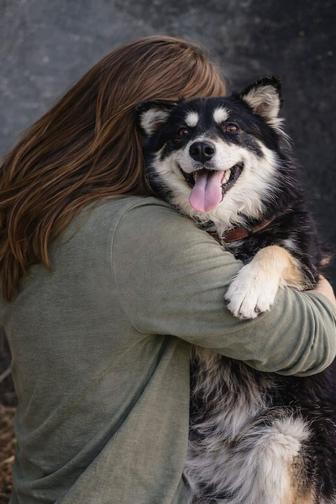 Собака в добрые руки
