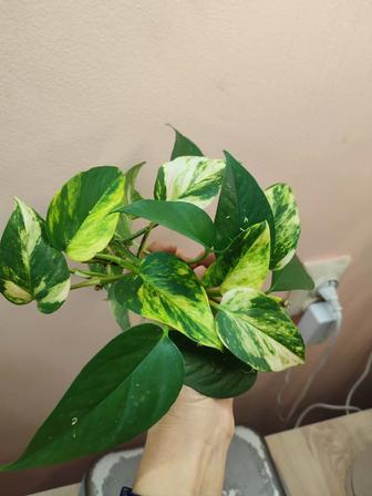 Отростки эпипремнума с корнями