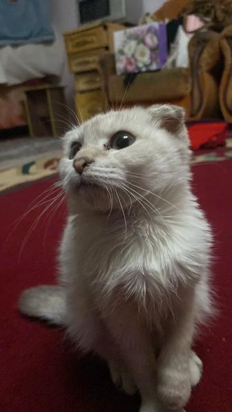 Кошка