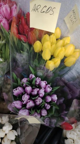 Тюльпаны со склада в Алматы оптом большая цветовая гамма более 20 расцветок