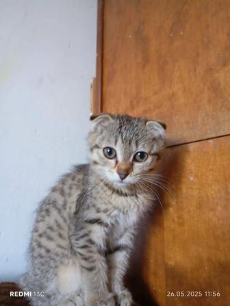 Котята 3 месяца