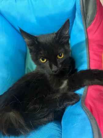 Ищем семью для котенка