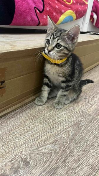 Ищу заботливую семью для котенка