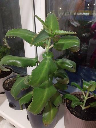 Продам комнатное растение каланхоэ