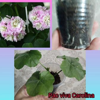 Пеларгония viva carolina