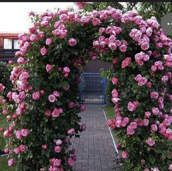 Саженцы Розы 250 тг