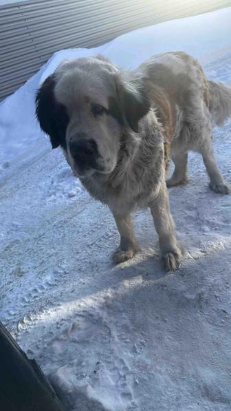 Отдам в добрые руки московскую сторожевую