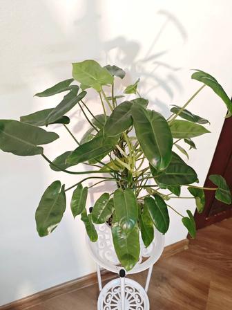 Филодендрон Бурле Маркс, торг