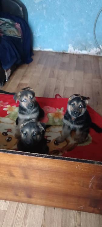 Продам щенков немецкой овчарки