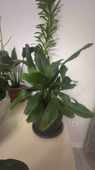 Комнатные цветы