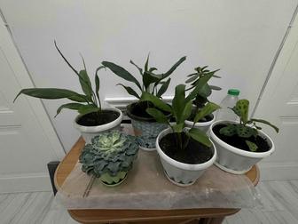 Комнатные цветы