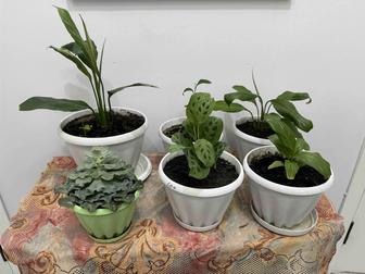 Комнатные цветы