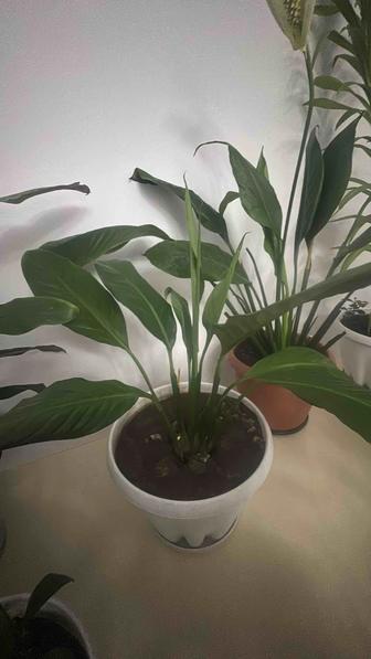 Комнатные цветы