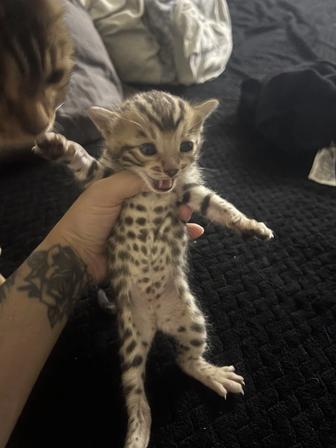 Бенгальские котята