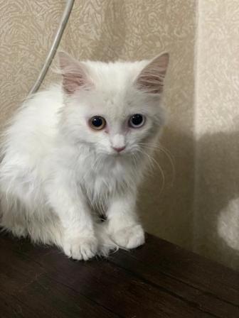 В лучшие руки котенок