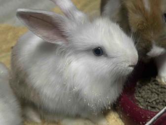 Три крольчонка с большой клеткой