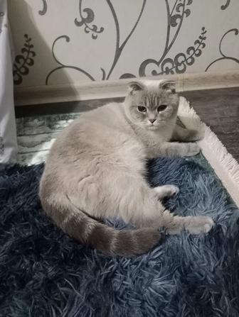 Отдам даром кошку девочку