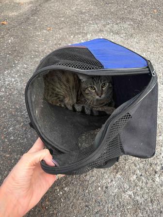 Отдам кота добрые руки