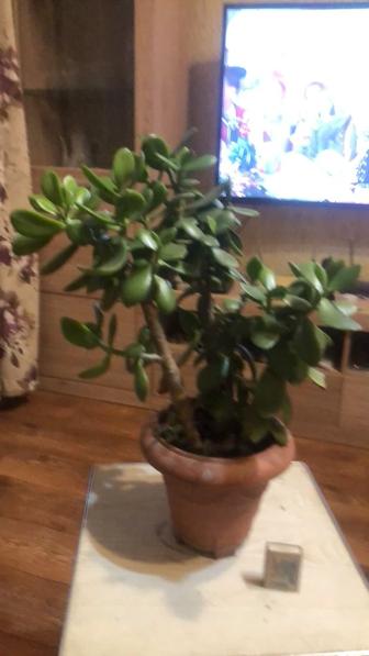 Денежное дерево