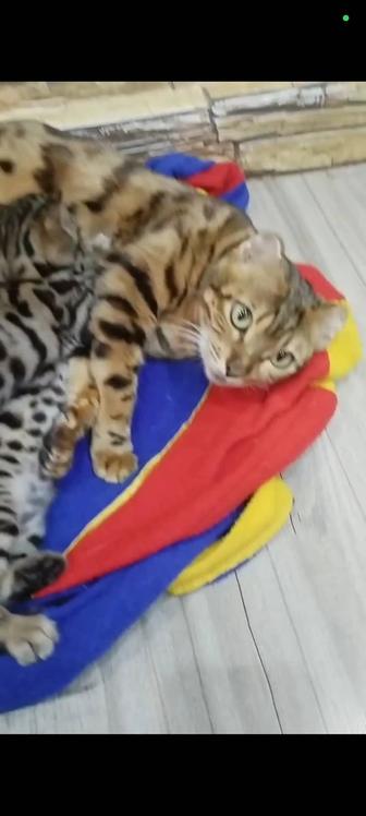 Продам чистокровных котят бенгалов