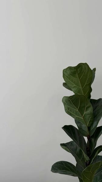 Краска tikkurila