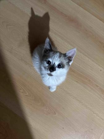 Котенок