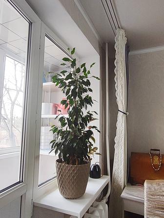 Комнатные растения