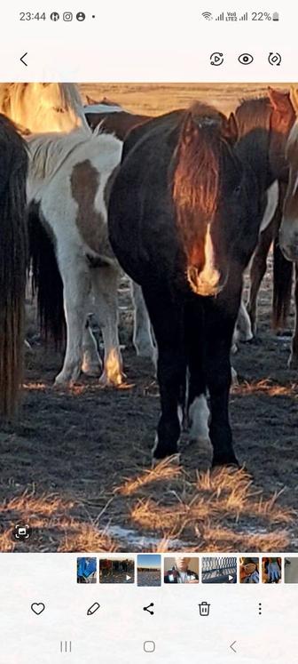 Животные продажа лошади