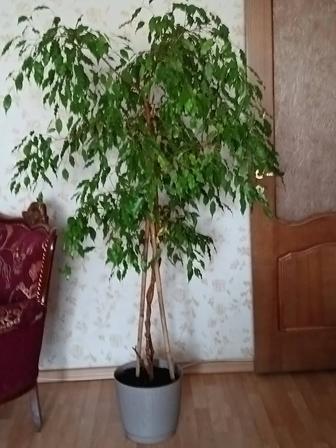 Продам домашнее растение фикус Бенджамина