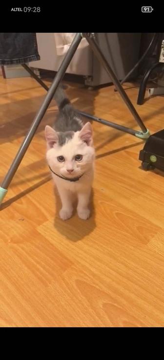 Ищем дом для котенка
