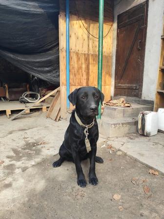 Лабрадор ретривер